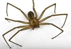 brown-recluse-spider