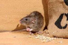 senske-fall-pest-control