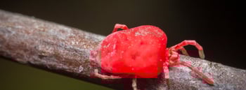 Spider Mite Close Up