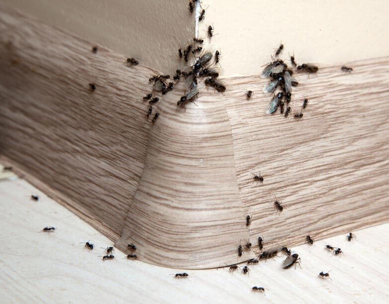 Spring Means Ants - Tips for Ant Control
