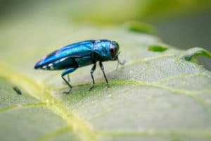 emerald-ash-borer