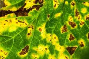 Anthracnose3