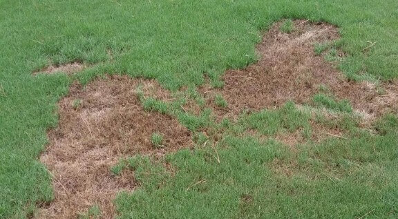 Brown-Patch