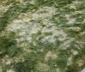 Gray Snow Mold