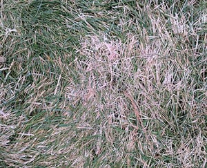 Pink Snow Mold