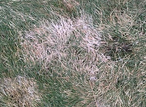 Pink Snow Mold