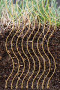 Aeration allows air and nutrients to get deep into the roots where it is needed.
