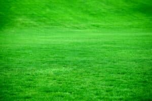 Green grass yard