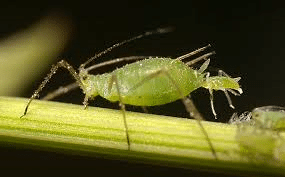aphids