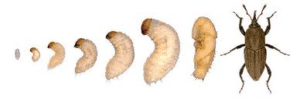 billbugs, grubs
