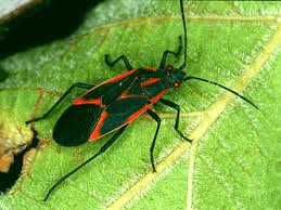 box elder bugs