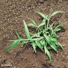 cg