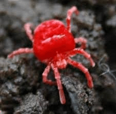 clover mites
