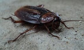 cockroach-control-senske-pest-control