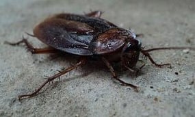 cockroach-control-senske-pest-control