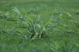 crab grass