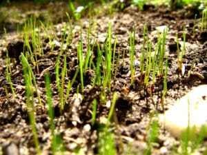 Over seeding grass