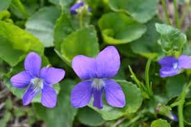 lawn violets close up