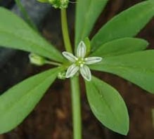 lawn weeds: carpet weed