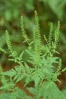 lawn weeds: ragweed