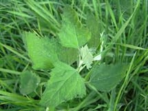lawn weeds: Lambs Quarter