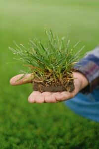 lawn care