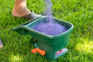 manual fertilization of a lawn in the spring