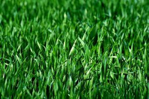 thick lush lawn