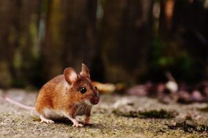 brown-mouse-outside