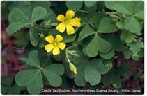 lawn weeds: oxalis