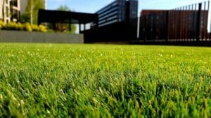 Green grass yard