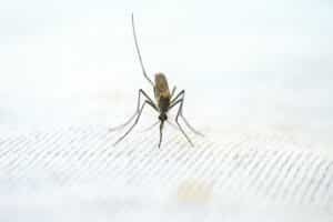 Mosquito Control Backyard