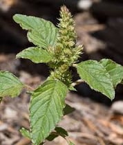 lawn weeds: pigweed