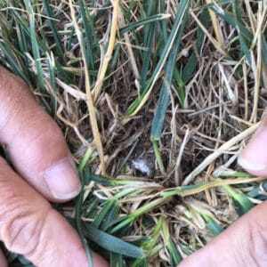 pythium blight fungus