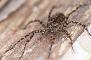 Large Spider 