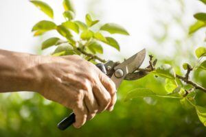 Upclose Tree Pruning