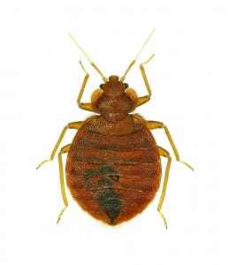 Bed Bug Isolated