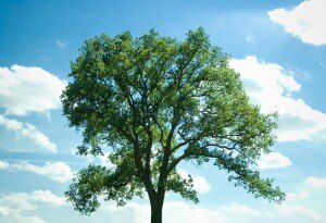 Pretty Tree
