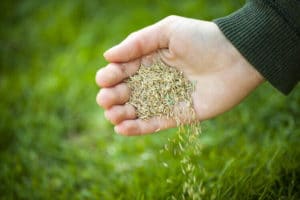 Overseeding The Lawn
