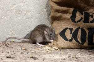 Rat eating grain