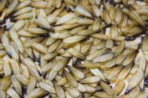 Close Up Group Of Termites