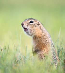 Gopher Close Up
