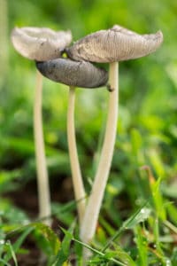 shutterstock_236651767