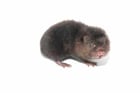 shutterstock_237284686