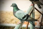 shutterstock_241827301