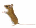 shutterstock_241849852
