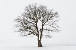 shutterstock_241921129