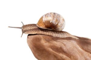 shutterstock_245548225