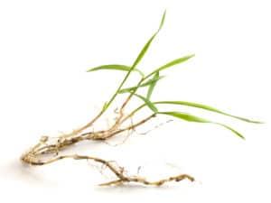 Crabgrass Close Up