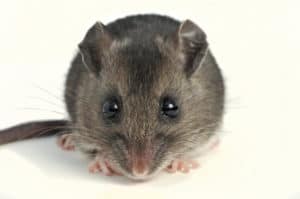 shutterstock_49595140